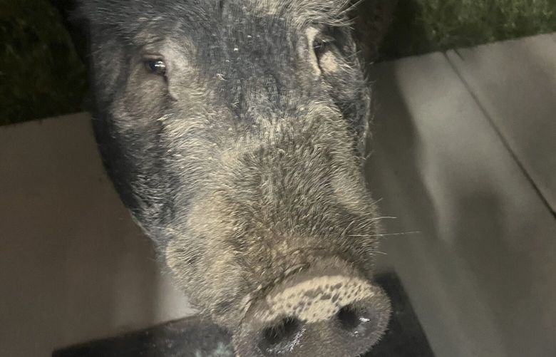 In this image provided by Jake Molgaard, Kevin Bacon, a  450-pound porker wandered, Friday, March 1, 2024, from his pen before moseying down the road where he was caught hamming it up on the Molgaard family’s security camera. ( Jake Molgaard via AP) NYJO301 NYJO301