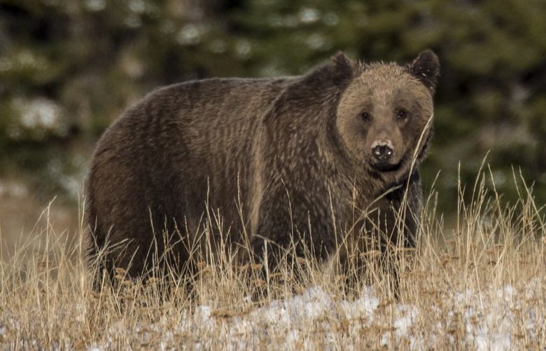 FILE — A grizzly bear in Yellowstone National Park on Oct. 15, 2018. The federal government plans to restore grizzly bears to the North Cascades range in northwestern Washington state, where they once roamed and were an essential part of the region’s ecosystem, officials said. (Josh Haner/The New York Times) XNYT0986 XNYT0986