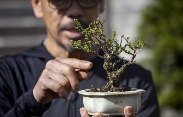 Tony Fajarillo, a local bonsai artist and teacher, talks about one of the  bonsai trees he is growing at his Maple Valley home Wednesday, May 8, 2024.  He’s a former mechanical engineer, turned landscaper.

MORE CAPTION INFO TO COME
 226875