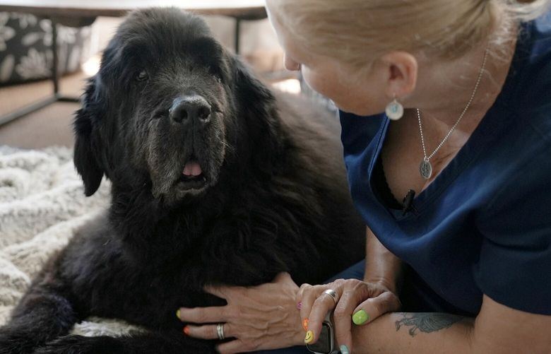 Dr. Lisa Walling greets her 13-year-old hospice patient, Rugby, a Newfoundland, in the dog’s home in Bedford, N.Y., on Tuesday, May 7, 2024. As an end-of-life care veterinarian, Walling considers both pet and owner to be her patients. She’s there to make sure animals are as comfortable as possible in their final days, and help humans through the difficult decision of knowing when it’s time to say good-bye. At a later visit, after Rugby had deteriorated further, she euthanized her surrounded by her family. (AP Photo/Mary Conlon) NYMC102 NYMC102