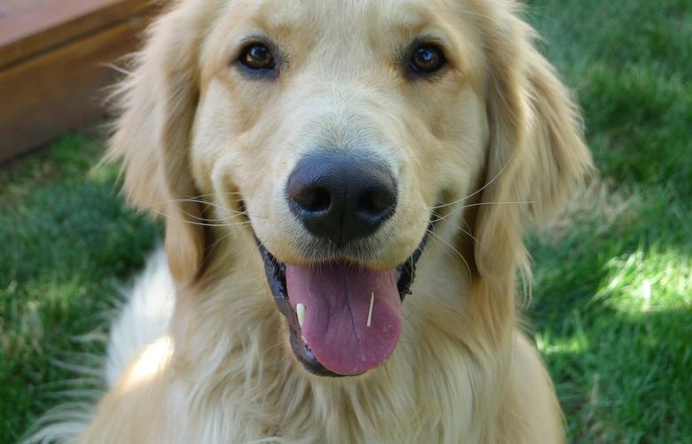 This 2012 photo provided by Colorado State University, shows a golden retriever, Louie Mesinger,  in his backyard during the summer in Boulder, Colo.  The Golden Retriever Lifetime Study will be the largest and longest study of dogs ever conducted. For Louie and 2,999 other purebred golden retreivers who are chosen over the next two years, their lives, usually a 10-to-14-year life span, will be tracked for genetic, nutritional and environmental risks to help scientists and veterinarians find ways to prevent canine cancer. (AP Photo/Colorado State University, Josh Mesinger) NYLS704  Previous UID: 0424191072
