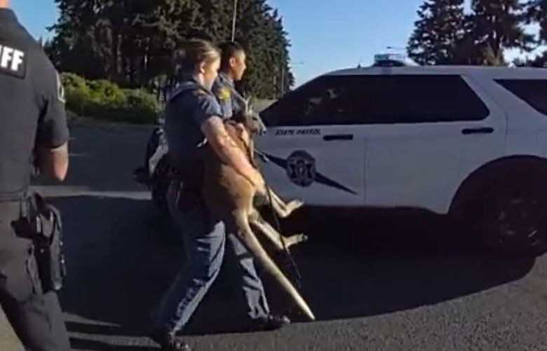 Washington State Patrol troopers and Pierce County sheriff’s deputies chased after, and eventually caught, a loose wallaby in the Parkland area on Sunday, July 14, 2024. (Pierce County Sheriff’s Department)