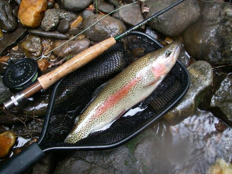 Trout Fishing.jpg