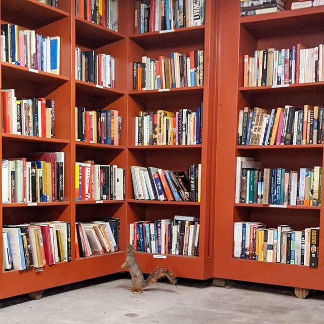 The squirrels are getting entirely too comfortable around here. .
#bookshelf #bookstore #bartsbooks #outdoorbokstore #bookstagram #ojai #ojaivalley #shelfie #books