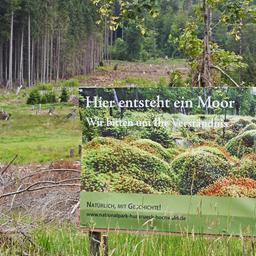 Mit einer Plakatwand weist die Verwaltung des Nationalparks Hunsrück-Hochwald in Rheinland-Pfalz auf die Renaturierung von Mooren hin.