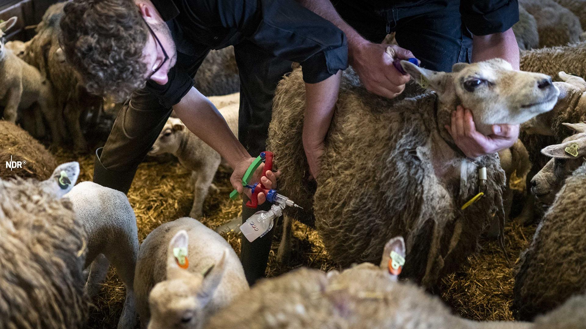 Ein Schaf wird gegen die Blauzungenkrankheit geimpft.