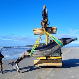 An einem Bagger befestigte Gurte tragen einen Bahamonde-Schnabelwal am Strand von Neuseeland. (Aufnahme: 05.07.2024)