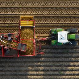 Ein Landwirt erntet mit einem Roder Kartoffeln auf einem Feld.