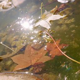 Ein Teich voller Laub und Algen.