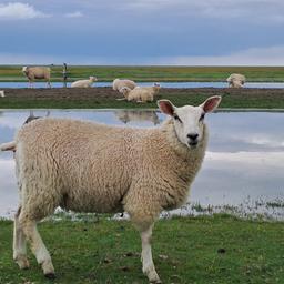 Mehrere Schafe sitzen und stehen auf einer Wiese im Sönke-Nissen-Koog.