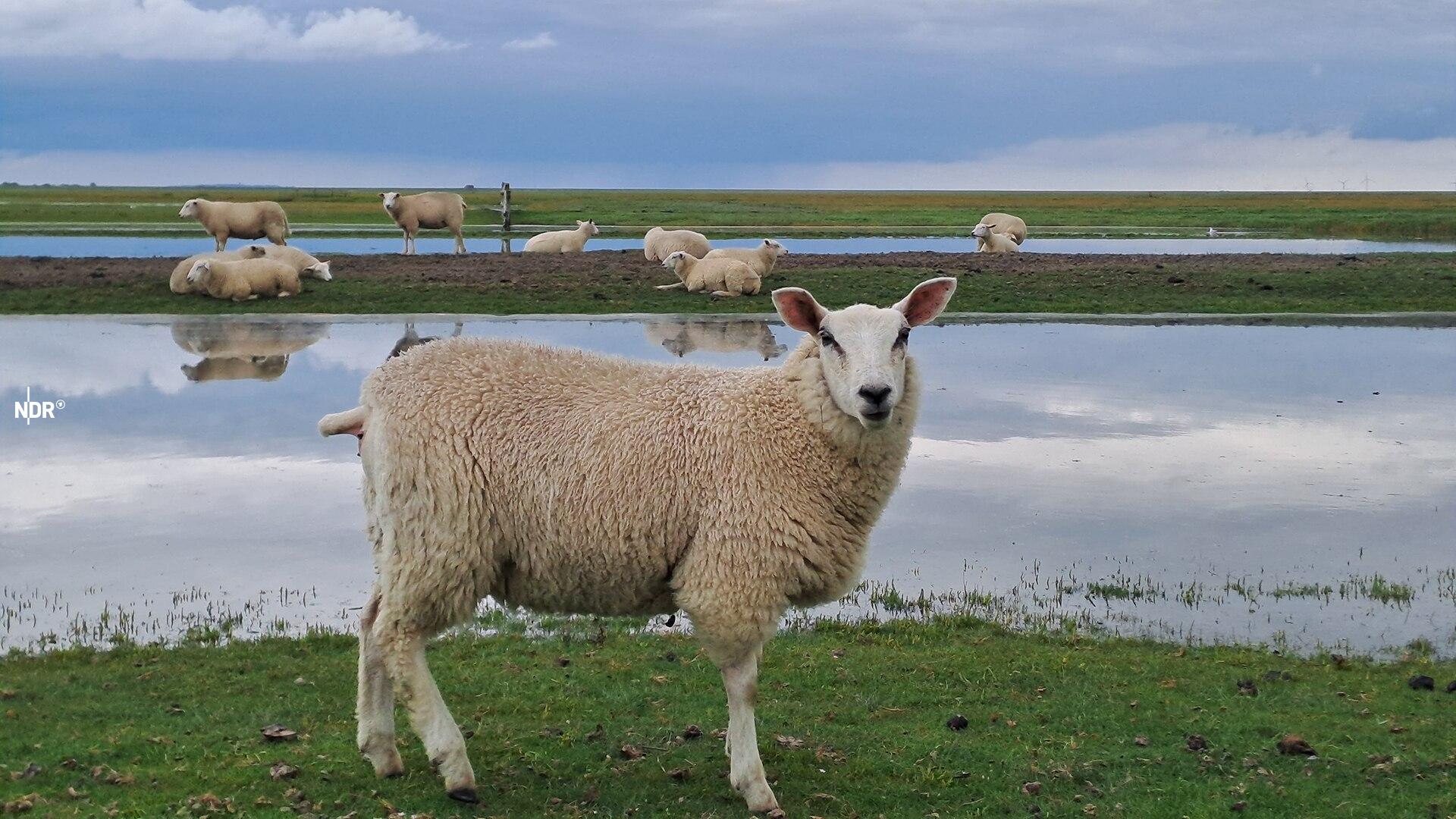 Mehrere Schafe sitzen und stehen auf einer Wiese im Sönke-Nissen-Koog.