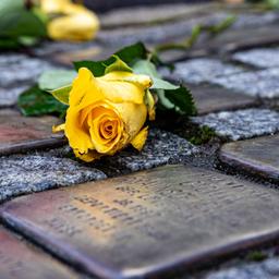 Blumen liegen auf Stolpersteinen