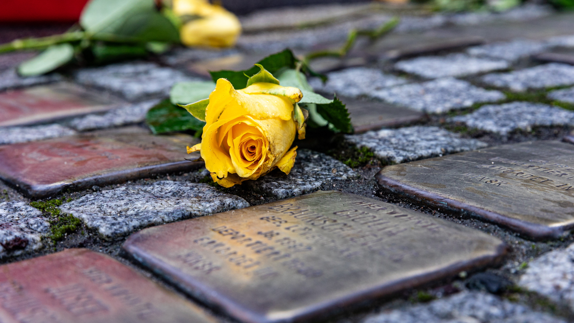 Blumen liegen auf Stolpersteinen