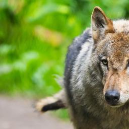 Ein Wolf schaut in die Kamera.