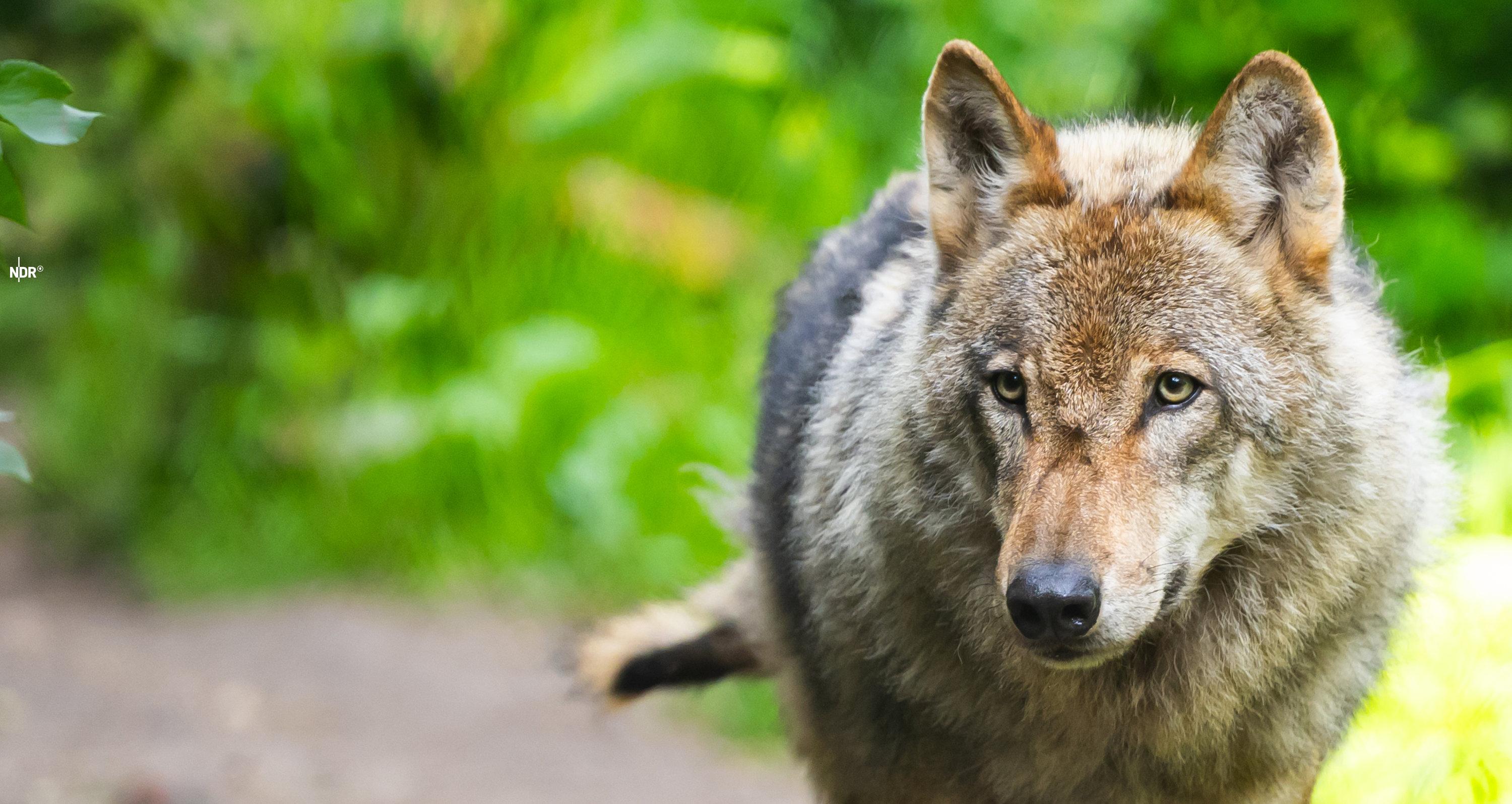 Ein Wolf schaut in die Kamera.