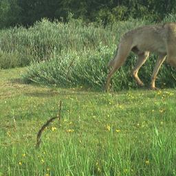 Ein Wolf läuft über eine Wiese.