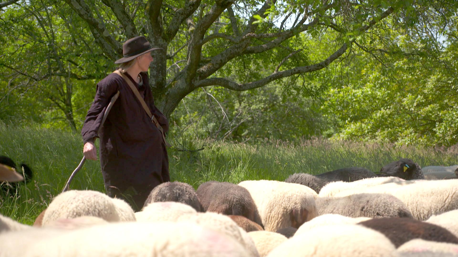 Ute Svensson mit einer Herde Schafe