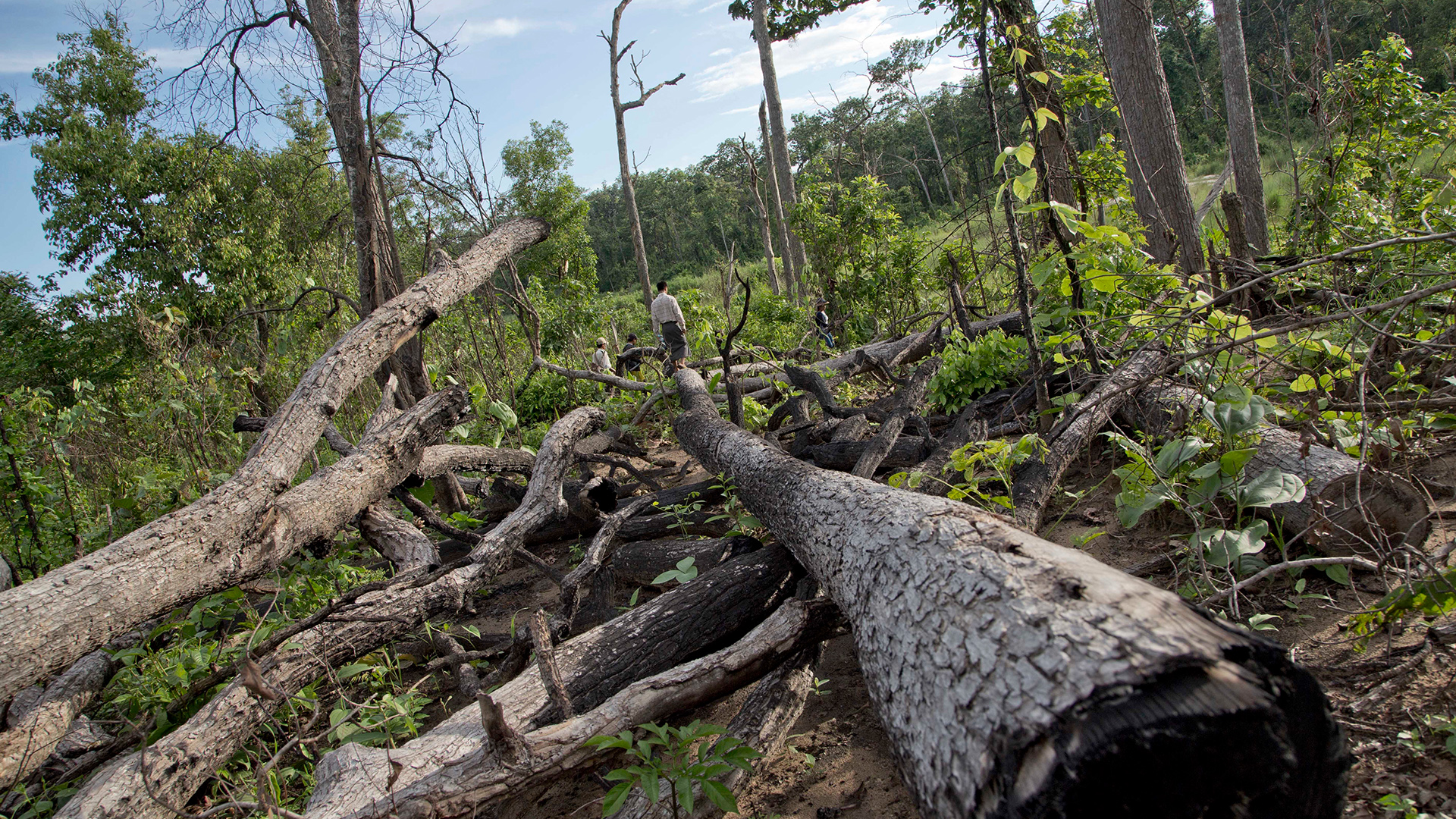 Illegal abgeholzte Bäumen in einem ehemaligen Wald in Myanmar (Archivbild vom 25 Juni 2016)