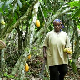 Eine Frau geht zwischen Kakaobäumen auf einer Plantage hindurch.