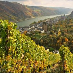 Blick auf einen Weinberg in Oberwesel im Mittelrheintal.