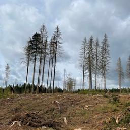 Einzelne Bäume nach Abholzungen im Grumbach