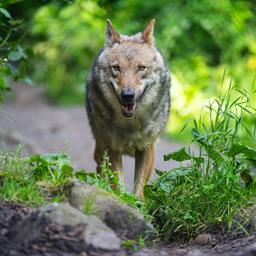 Ein Wolf läuft im Wildpark Lüneburger Heide durch sein Gehege.