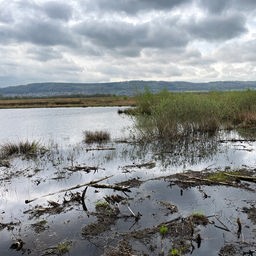 Das große Torfmoor bei Minden