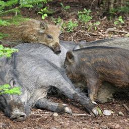 Ein Wildschwein liegt am Waldboden und säugt seine Jungen.