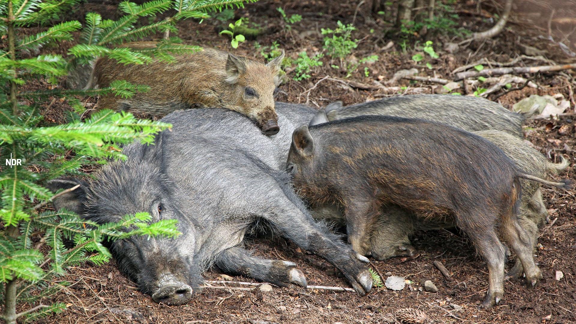 Ein Wildschwein liegt am Waldboden und säugt seine Jungen.