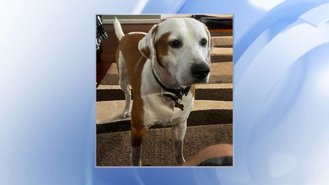 NC family devastated after finding missing dog shot to death