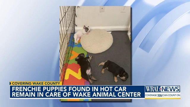 Frenchie puppies found in hot car remain in care of Wake Co. Animal Center