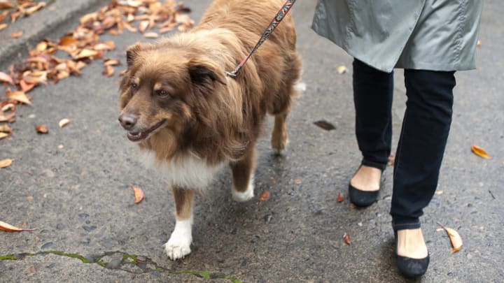 Best inventions by women: Retractable dog collar with dog being walked is pictured. 