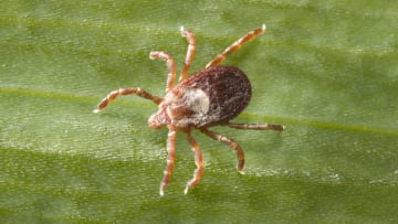 A Rocky Mountain wood tick.