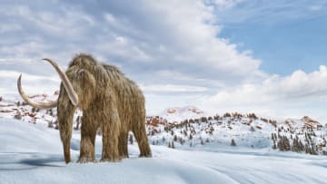 An illustration of a woolly mammoth, blissfully unaware of its species impending doom.