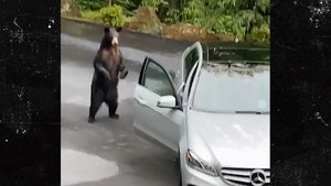 052320-bear-steals-car-primary