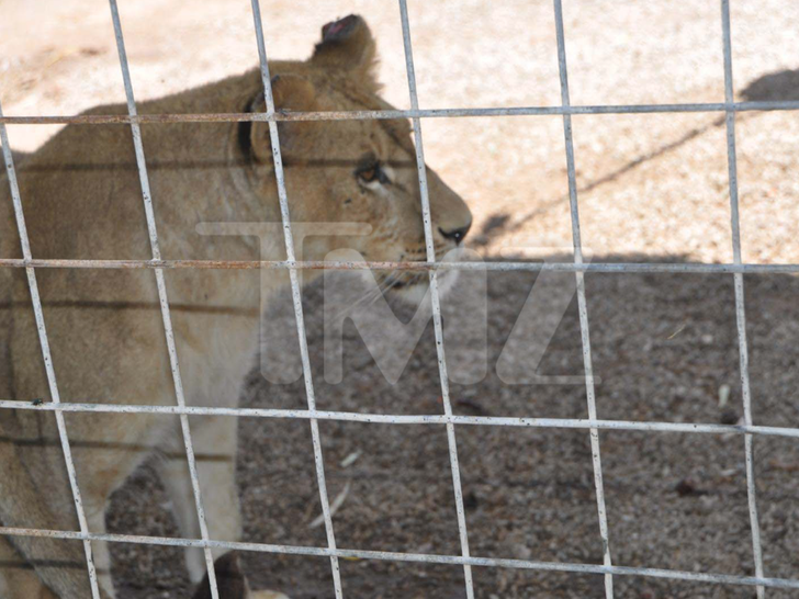 Jeff Lowe's Zoo Conditions