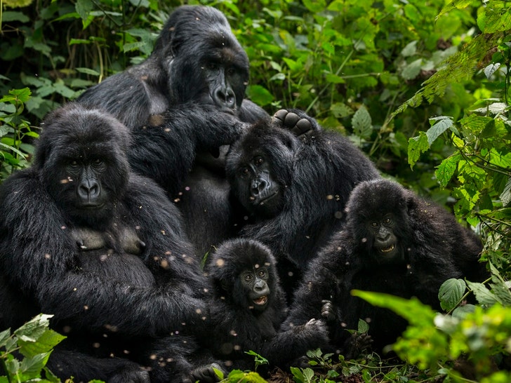 Gorillas In The Congo