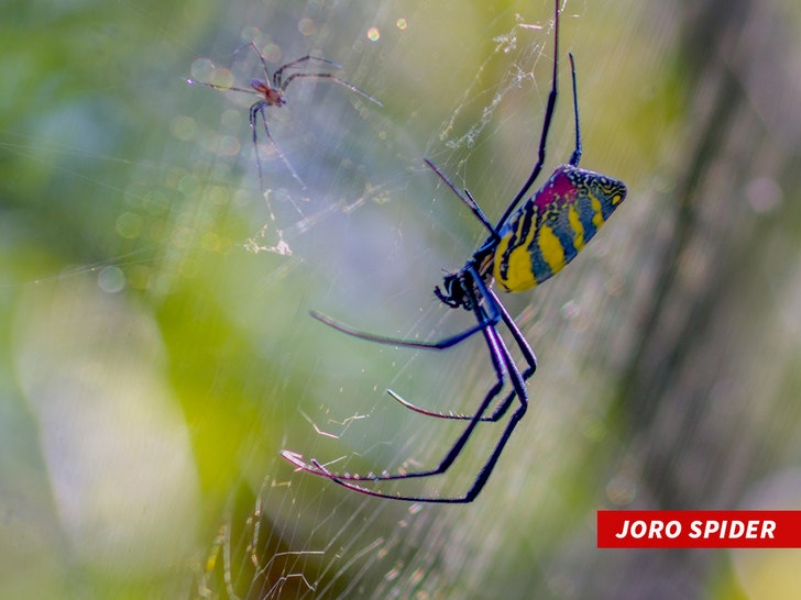 Joro Spider