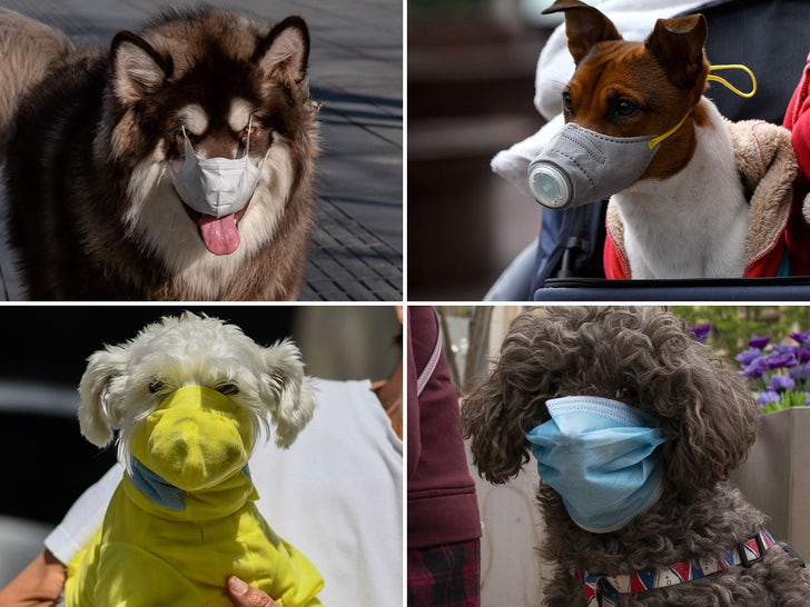 Dogs Wearing Masks for Coronavirus Protection