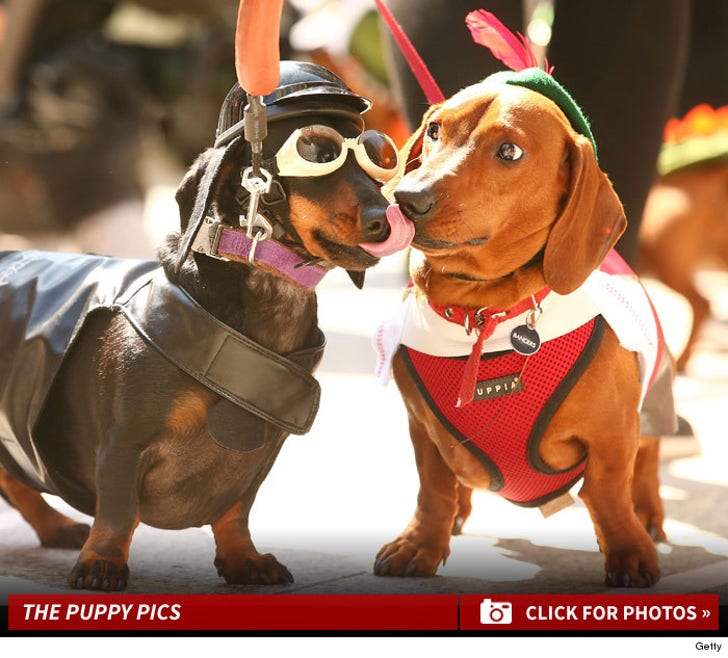 Adorable Dachshund Dog Racing In Melbourne -- Wiener Takes All!