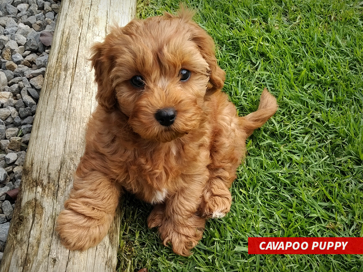 cavapoo puppy