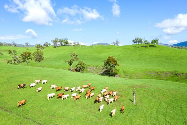 A herd of cattle roam a lush green pasture in Australia, home to several of the world's largest private landholdings. 