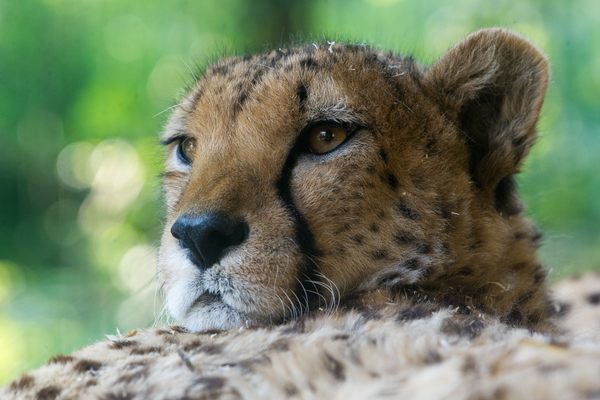 An asiatic subspecies of cheetah once roamed India. Efforts to reintroduce the animal there threaten the traditional sustainable harvest of salai trees.