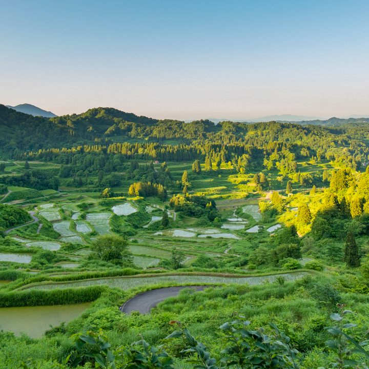 Scenic View Of Agricultural Field in Niigata-Shi, Japan