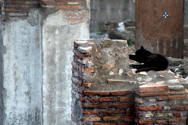 Cats lounging on ancient architecture