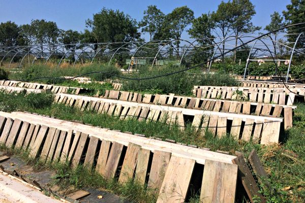 Snail farm at Wiener Schneckenmanufaktur