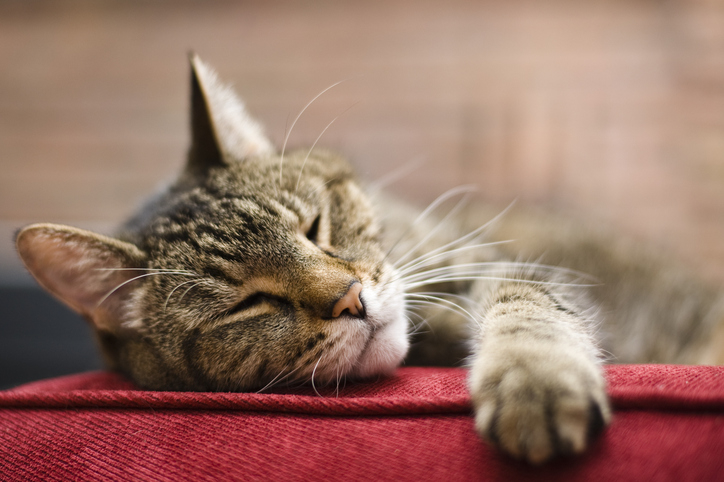 A close-up of a sleeping tabby cat resting its head and paw on a red surface. The cat looks calm and content