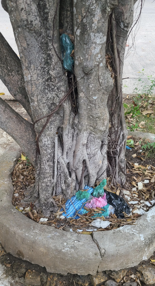 Plastic waste and discarded items at the base of a large tree with exposed roots and surrounding dirt