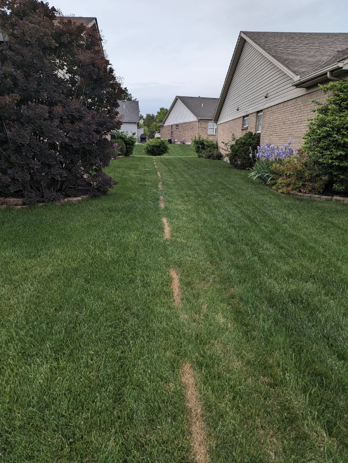 A residential neighborhood with a row of houses and a narrow, worn path running through the middle of a grassy lawn