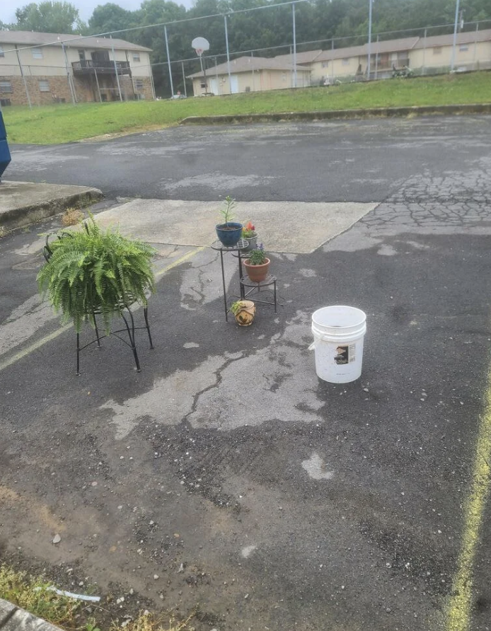 Several potted plants and a white bucket are arranged on a paved outdoor area in front of apartment buildings